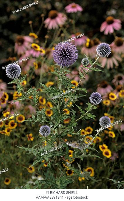 Vetch's Blue Globe Thistle (Echinops ritro) by Annual Coreopsis and Coneflower, CA