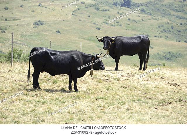 Summer Landscape with black cows in Gudar mountains Teruel Aragon. Spain