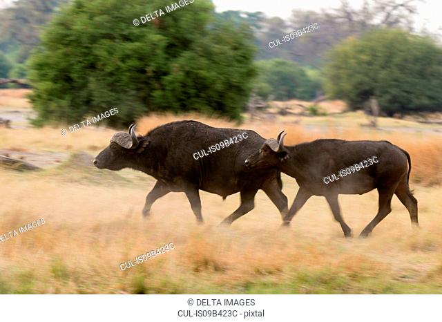 Two cape buffalo (Syncerus caffer) running in grassland, Khwai concession, Okavango delta, Botswana