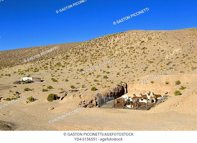 Llamas (Lama glama), National Route 51, La Puna, Salta, North West, Argentina . This route go from Salta to San Antonio de los Cobres
