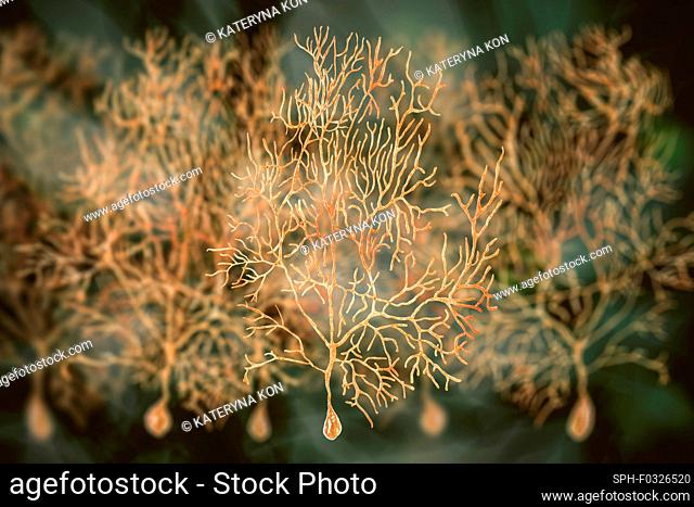 Purkinje nerve cells, illustration