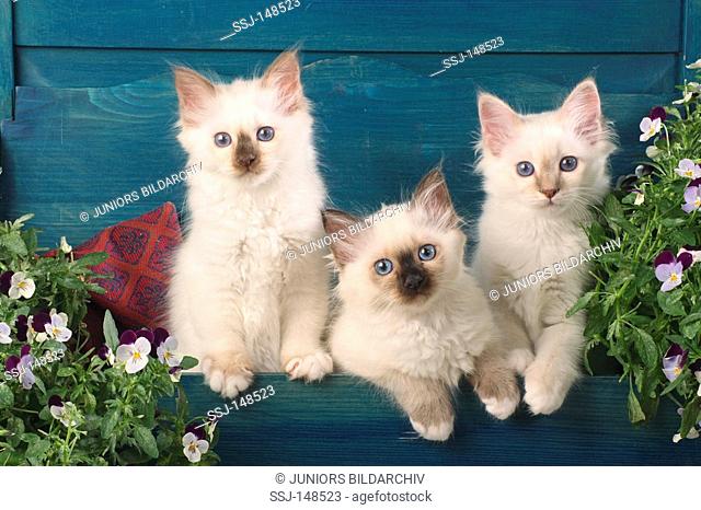 Sacred cat of Burma - three kittens in wooden box