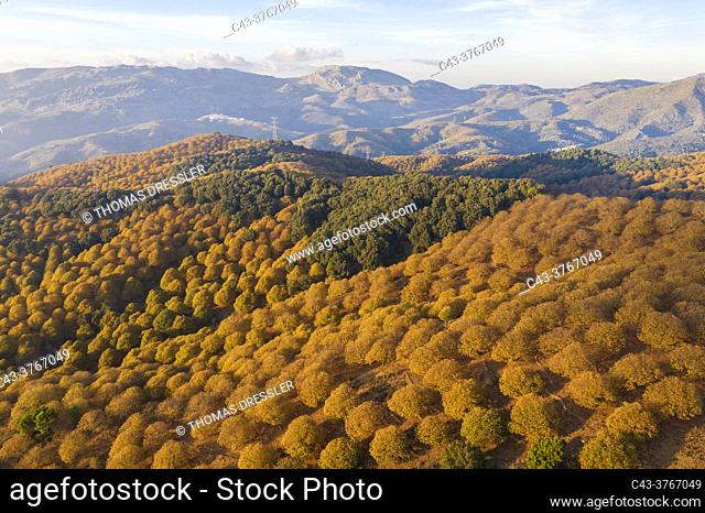 Sweet chestnut trees (Castanea sativa) in autumnal colours in November. Aerial view. Drone shot. Serranía de Ronda, Málaga province, Andalusia, Spain
