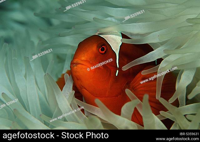 Spiny anemonefish (Premnas aculeatus), Papua New Guinea, Oceania