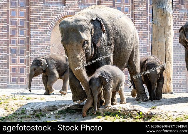 09 June 2023, Saxony, Leipzig: Zaya (m), the youngest elephant in Leipzig Zoo's herd, explores the elephant enclosure alongside his mother, lead cow Kewa