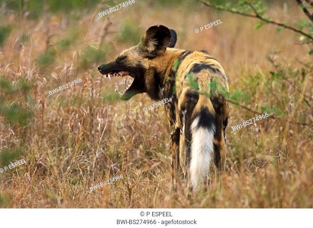 African wild dog Lycaon pictus, yawning, South Africa, Kwazulu-Natal, Hluhluwe-Umfolozi National Park