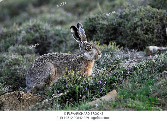 European Hare (Lepus europaeus) adult, feeding amongst upland 'phrygana' scrubland, Lemnos, Greece, April