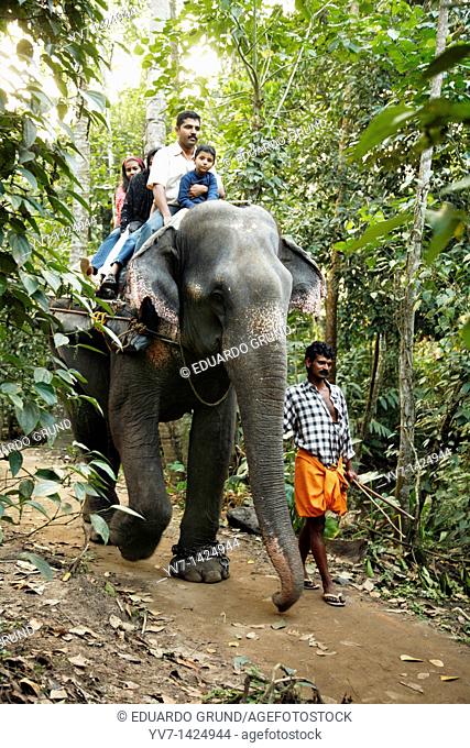 Elephant rides  Periyar's Nature Reserve  Thekkady, Kerala, Republic of India, India, Asia