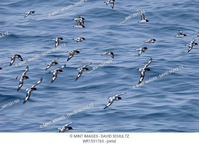 A flock of Cape Petrels flying low over the water, at Drake Passage in the Southern Ocean