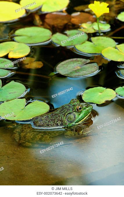 Green bullfrog in a pond with lillypads