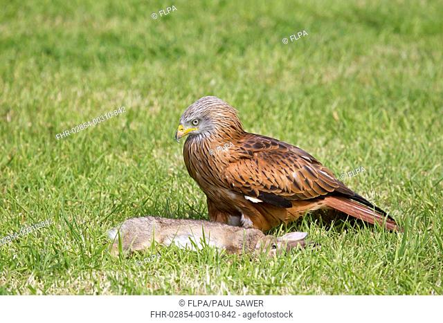 Red Kite Milvus milvus adult, with European Rabbit Oryctolagus cuniculus carrion, standing in grass field, July captive