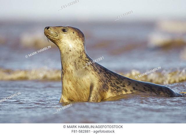 Grey Seal  (Grypus halichoerus) female in surf. North Lincolnshire, UK. November 2005