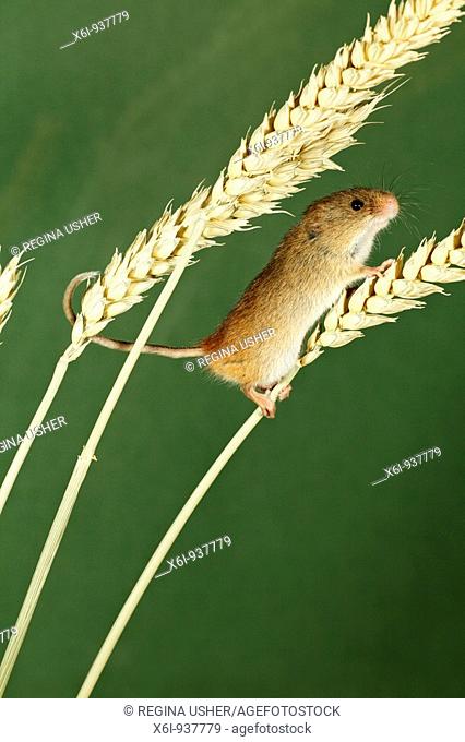 Harvest Mouse Micromys minutus - climbing using prehensile tail, between wheat stalks
