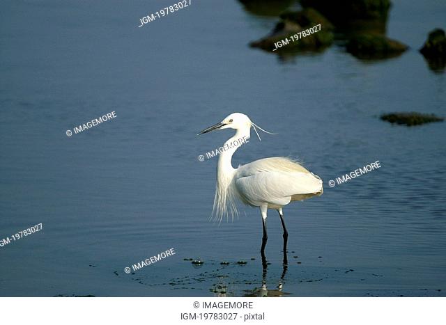 Little egret wading in water, profile