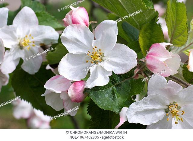 Apple Tree Malus , flowering, Baden-Württemberg, Germany, Europe