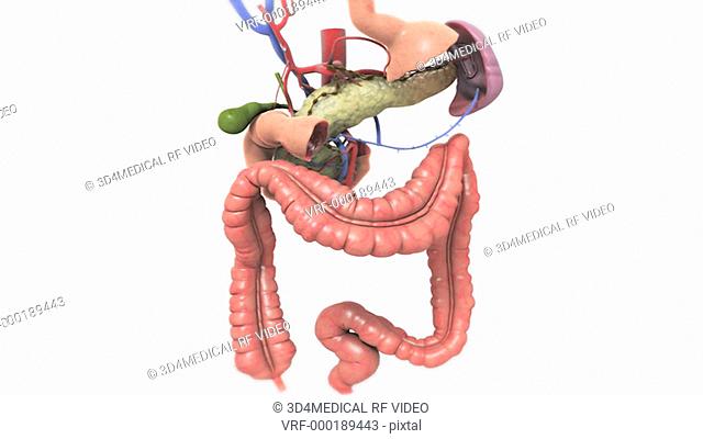 The camera zooms in on the digestive system with the stomach and small intestines removed. As the camera zooms in to the pancreas and surrounding blood vessels