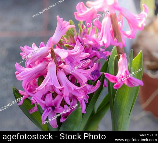 Pinkfarbene Frühlingsboten, blühende Hyazinthen (Hyacinthus)