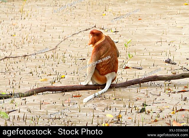 Proboscis monkey at Bako National Park, Kuching, Sarawak