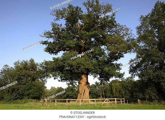 Oak Quercus - Landgoed Verwolde, Laren, Guelders, The Netherlands, Holland, Europe