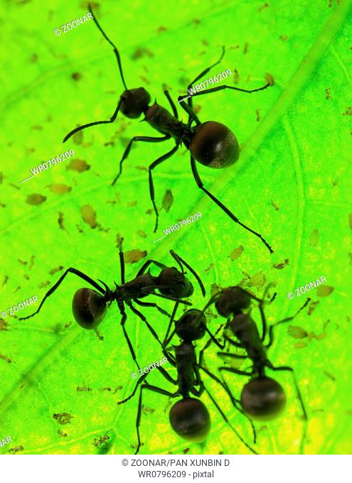ant on green leaf