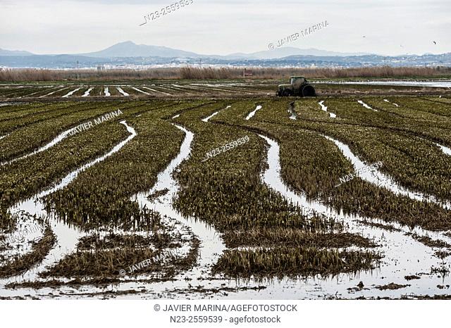 Tractor ploughing a rice field, El Saler, Valencia province, Comunidad Valenciana, Spain