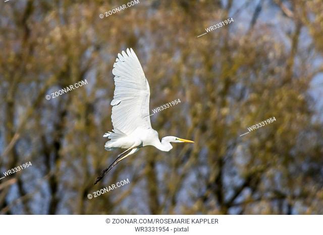Silberreiher auf Nahrungssuche im Beeder Bruch - a geat egret in flight