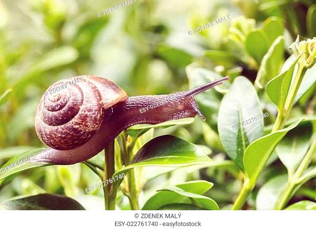 small garden snail