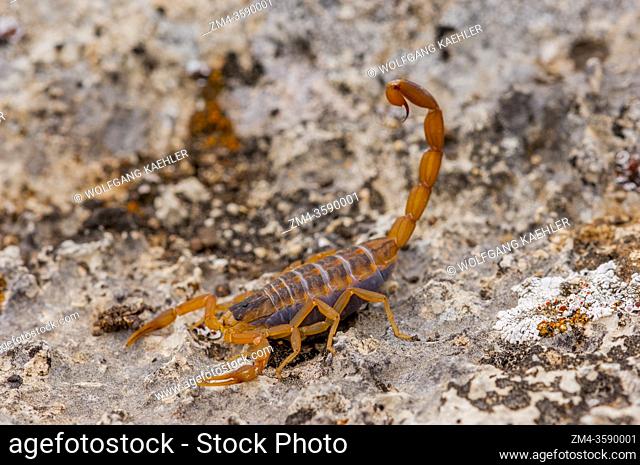 A striped bark scorpion (Centruroides vittatus) in the Hill Country of Texas near Hunt, USA