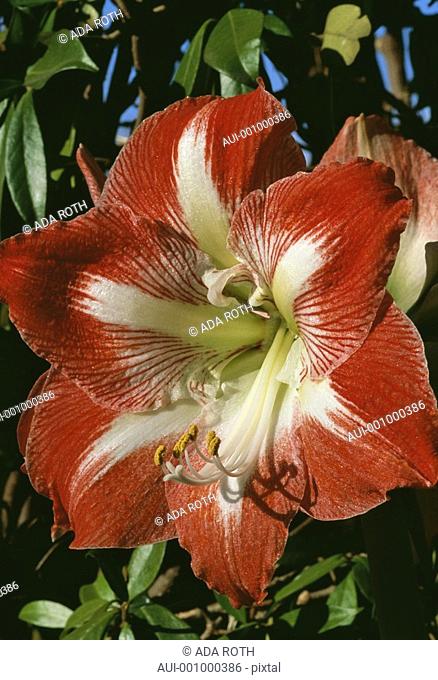 Hippeastrum - striped white and red - power and seduction