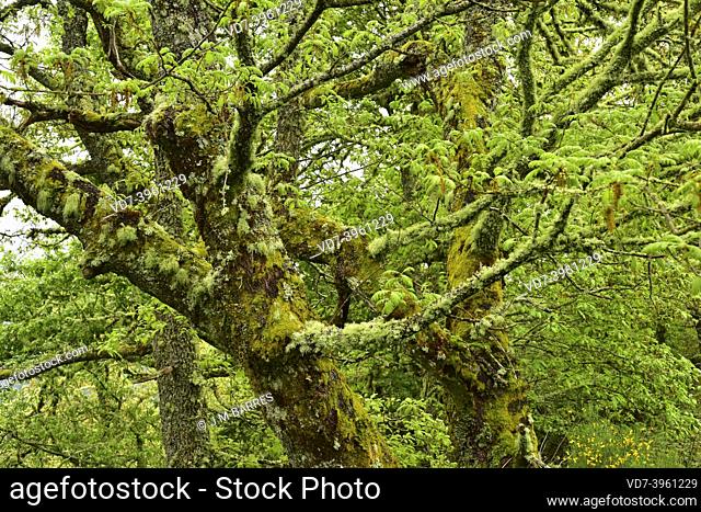 Pyrenean oak (Quercus pyrenaica) is a deciduous tree native to western Mediterranean basin (Iberian Peninsula, Western France and Morocco mountains)