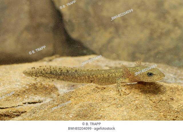 Pyrenean brook salamander, Pyrenean mountain newt (Calotriton asper, Euproctus asper), larva, Spain, Pyrenees, Ordesa National Park