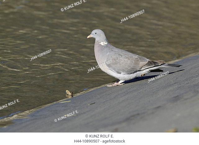 Wood Pigeon or Ring Dove, Columba palumbus, Columbidae family, at the Rhine river, near Untervaz, Grisons, Switzerland, Europe