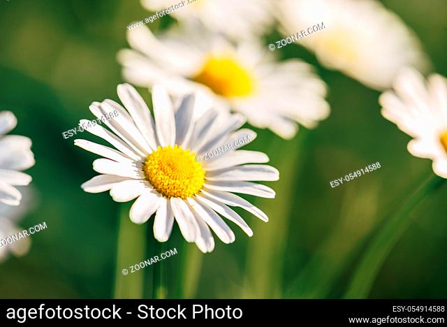 Meadow Daisy Flower at Sunny Day on Blurred Background