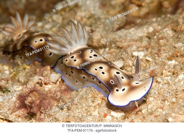 sea snails