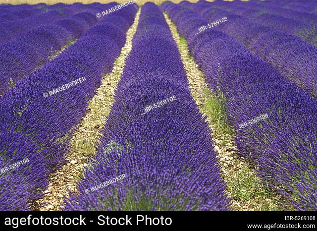 Lavender fields near Sault, Provence, Provence-Alpes-Cote d'Azur, France, Europe