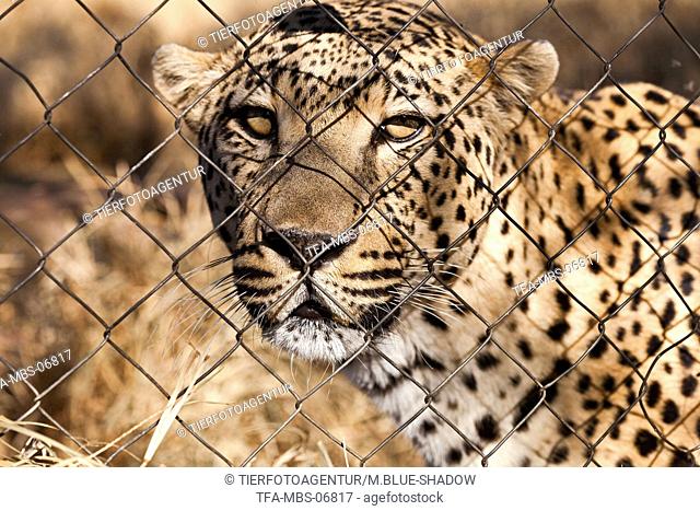Leopard Portrait