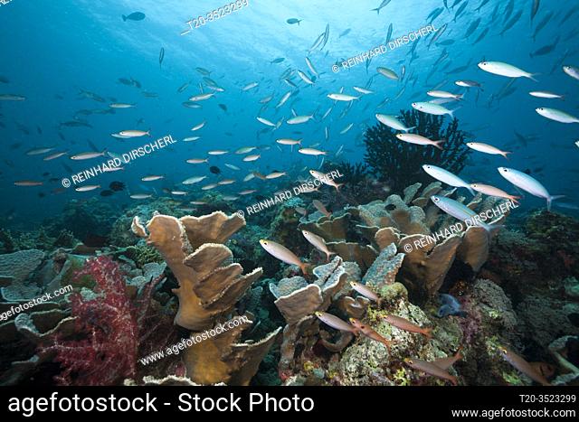 Fusiliers over Coral Reef, New Ireland, Papua New Guinea