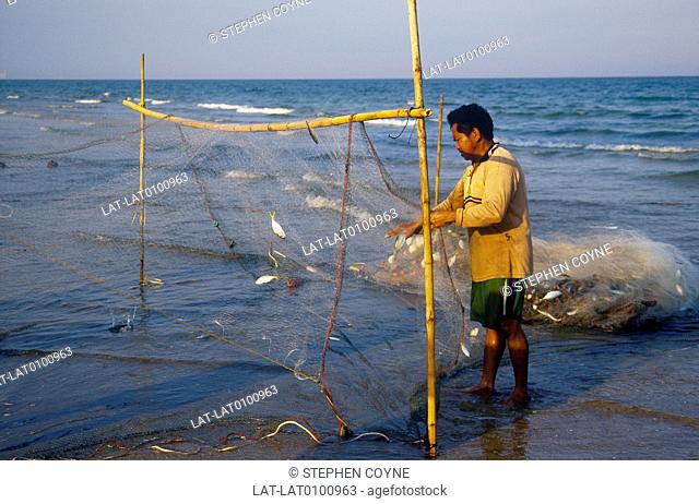 Beach, shore. Man collects fish from net stretched from upright poles. Fishing