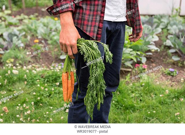 Man holding organic carrots in a garden