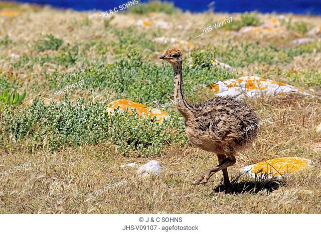 South African Ostrich, (Struthio camelus australis), young running, Cape of the Good Hope, Table Mountain Nationalpark, Western Cape, South Africa, Africa