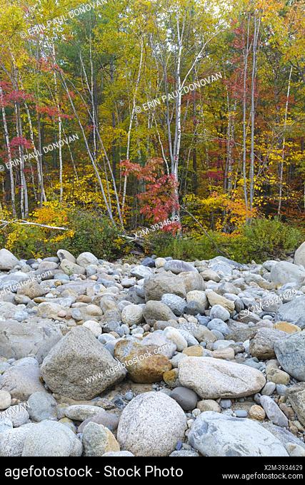 Autumn foliage along the riverbank of the East Branch of the Pemigewasset River in Lincoln, New Hampshire during the autumn months