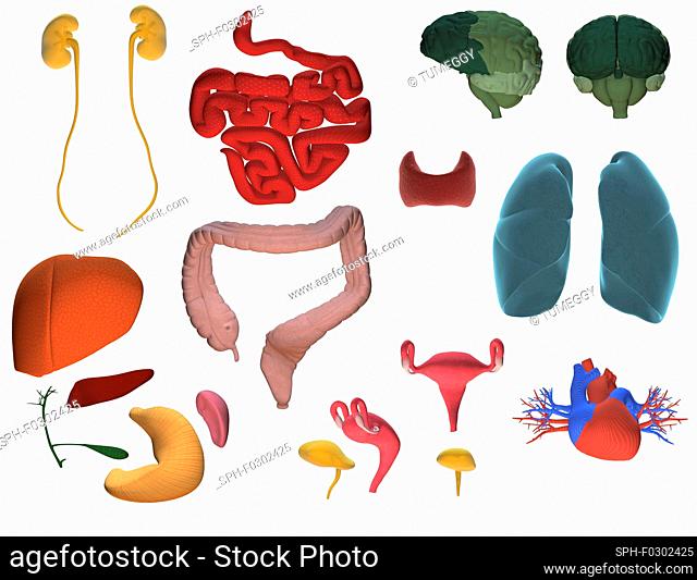 Computer illustration with internal organs of a female body including: kidneys, liver, pancreas, gallbladder, stomach, spleen, small intestine, large intestine