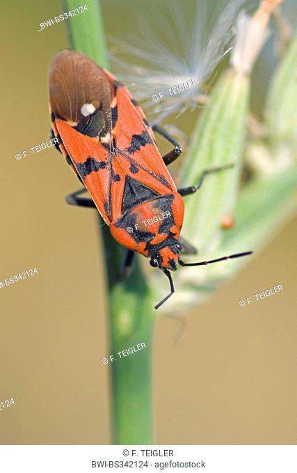 Seed Bug (Lygaeus simulans), sitting at a sproot, France, Corsica
