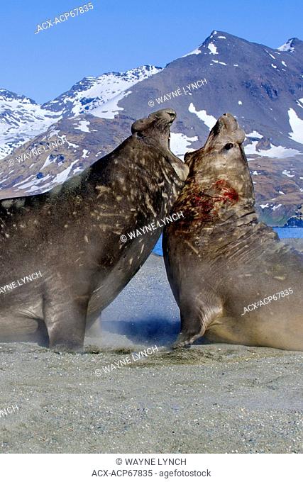 Southern elephant seal (Mirounga leonina) bulls fighting for a territory on the beach, St. Andrews Bay, Island of South Georgia, Antarctica