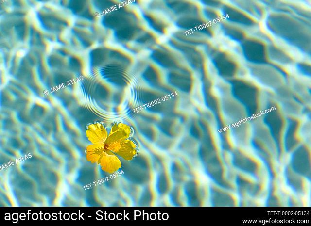 Flor amarilla flotando en la superficie del agua
