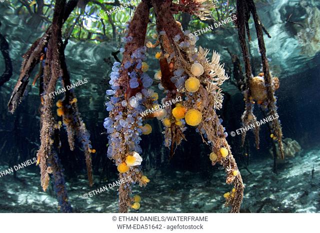 Tunicates covering Mangroves Roots, Rhopalaea sp., Raja Ampat, West Papua, Indonesia