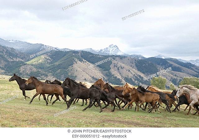 Horses being round up from range. Montana, USA