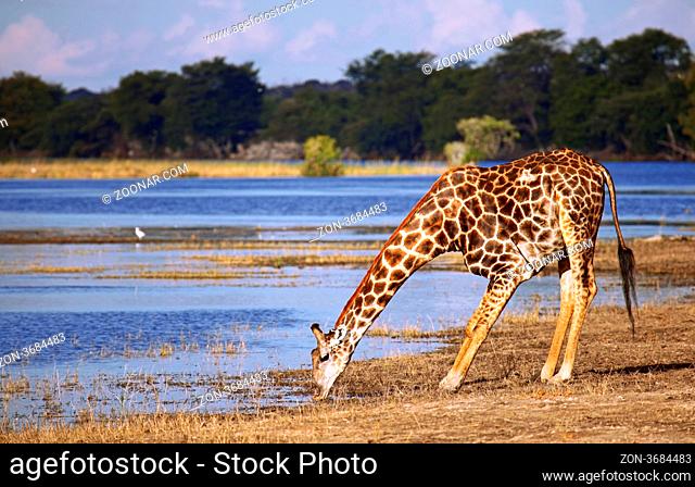 Trinkende Giraffe am Chobe, Botswana; drinking Giraffe at Chobe, Botsuana; Giraffa camelopardalis
