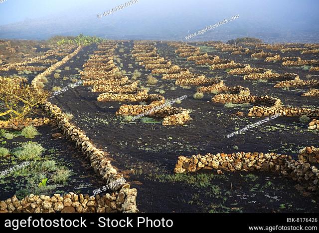 Vines with walls made of lava rock, in the morning mist, viticulture on volcanic ash in dry farming method, La Geria, Lanzarote Island, Canary Islands