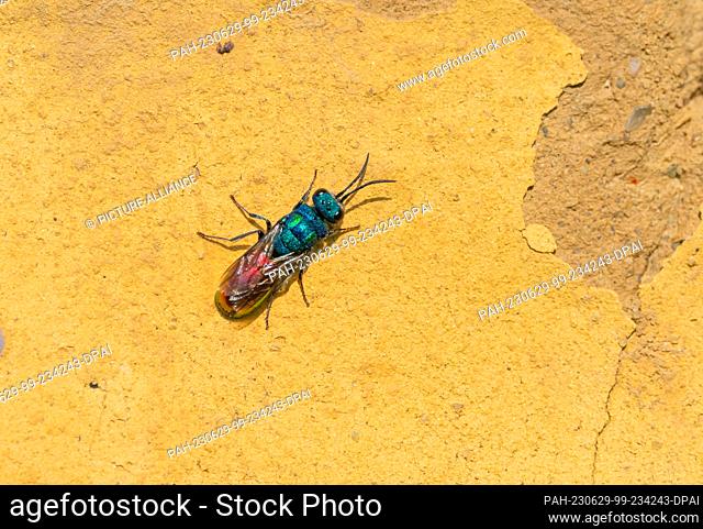 24 June 2023, Berlin: 24.06.2023, Berlin. A Cuckoo wasp (Chrysididae) sitting on a clay wall in a park. There are over 100 species of Cuckoo wasps or emerald...